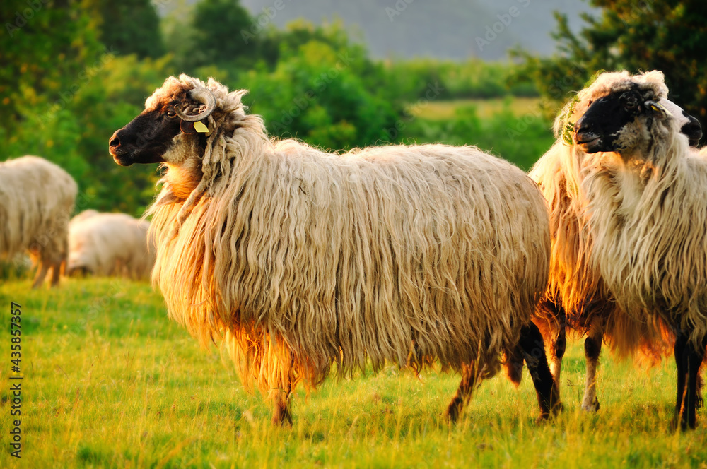Obraz premium Flock of sheep grazing in a hill at sunset.