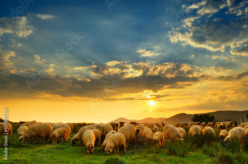 Flock of sheep grazing in a hill at sunset.