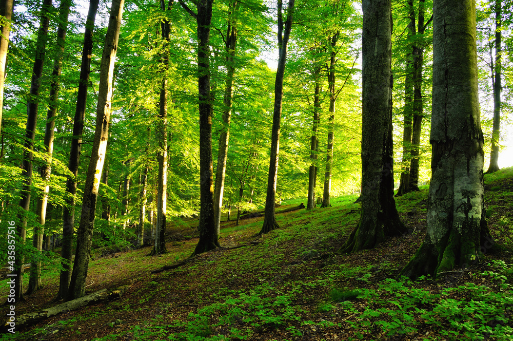Sunrise in a mountain forest. Sunrise in a mountain forest.