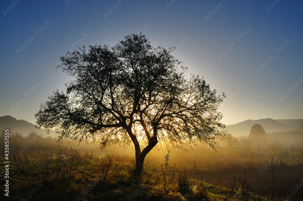 Lonely tree in morning mist