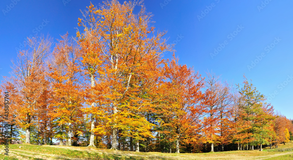 Colorful autumn forest in the mountain.
