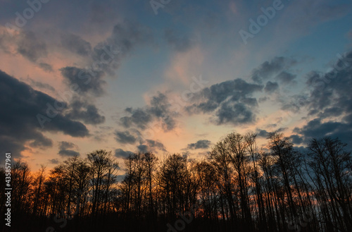 forest on the background of the evening sky with clouds 