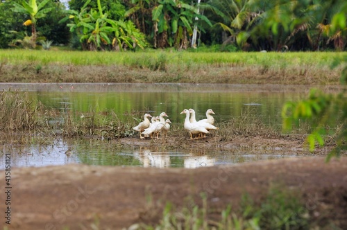 Ducks