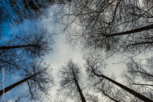 trees in the forest against the sky with clouds 