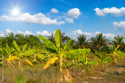 Green Banana tree plantation in nature a tropical rain forest the garden with daylight blue sky white clouds in Thailand.