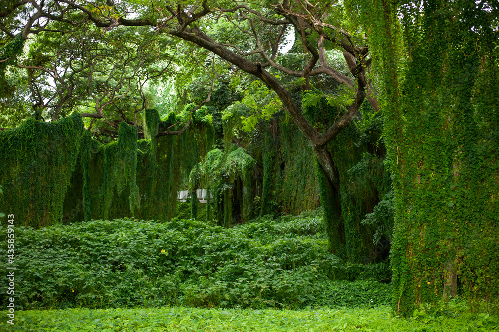 tropical forest park Almendares a ritual place of power in the vicinity of Havana tropical forest park Almendares a ritual place of power in the vicinity of Havana