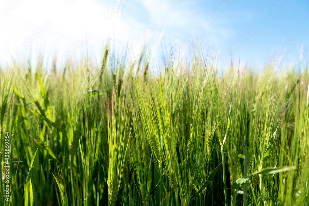 Wheat thorns moved by the wind