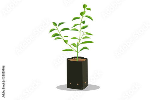 Sprout young seedling in black bag.Lime tree seedling vector isolated white background.Plant little Lemon tree.Asia lime in Plastic Plants.