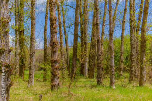 Fototapeta Naklejka Na Ścianę i Meble -  birch forest in the morning