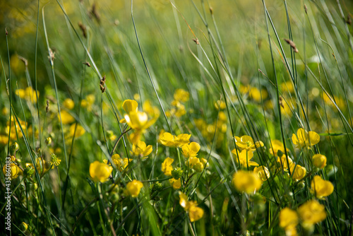 Yellow flowers moved by the wind
