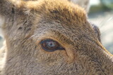 Japanese endemic deer at the zoo