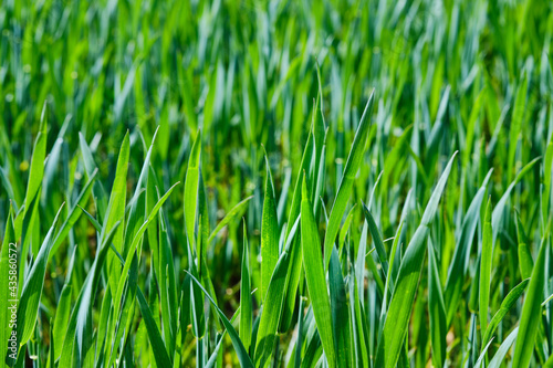 Wheat close up detail