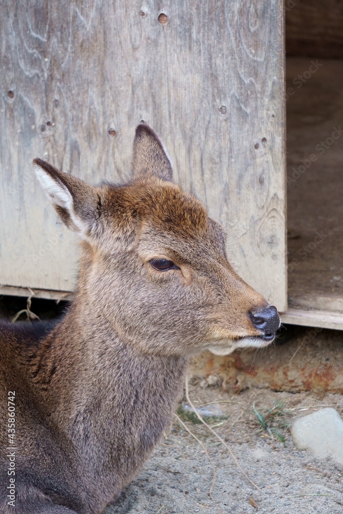 Fototapeta premium Japanese endemic deer at the zoo
