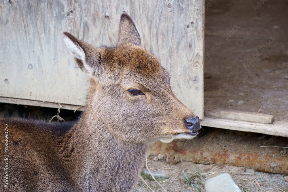 Fototapeta premium Japanese endemic deer at the zoo