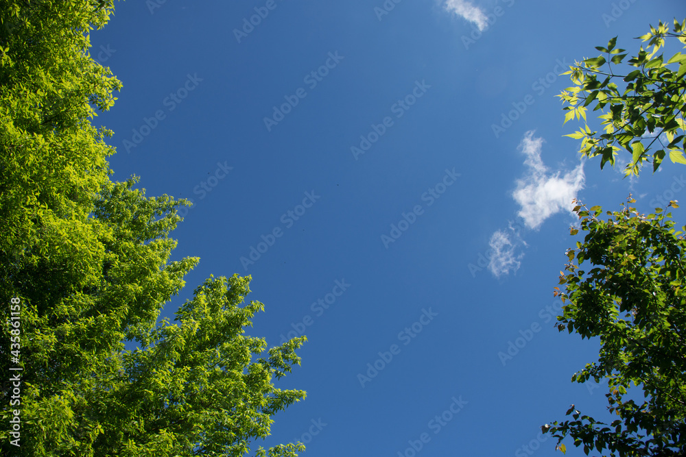 natural foliage and sky background natural foliage and sky background