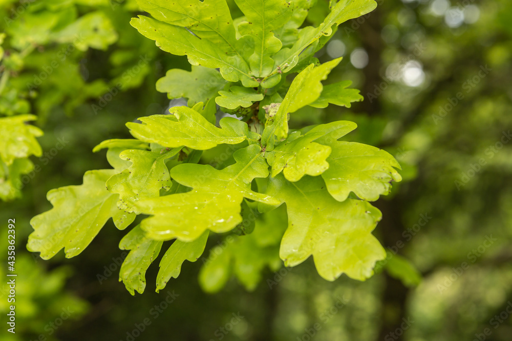 Close-up of young oak leaves Close-up of young oak leaves