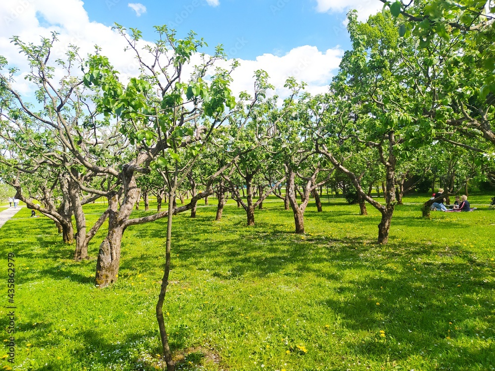 orchard in spring orchard in spring