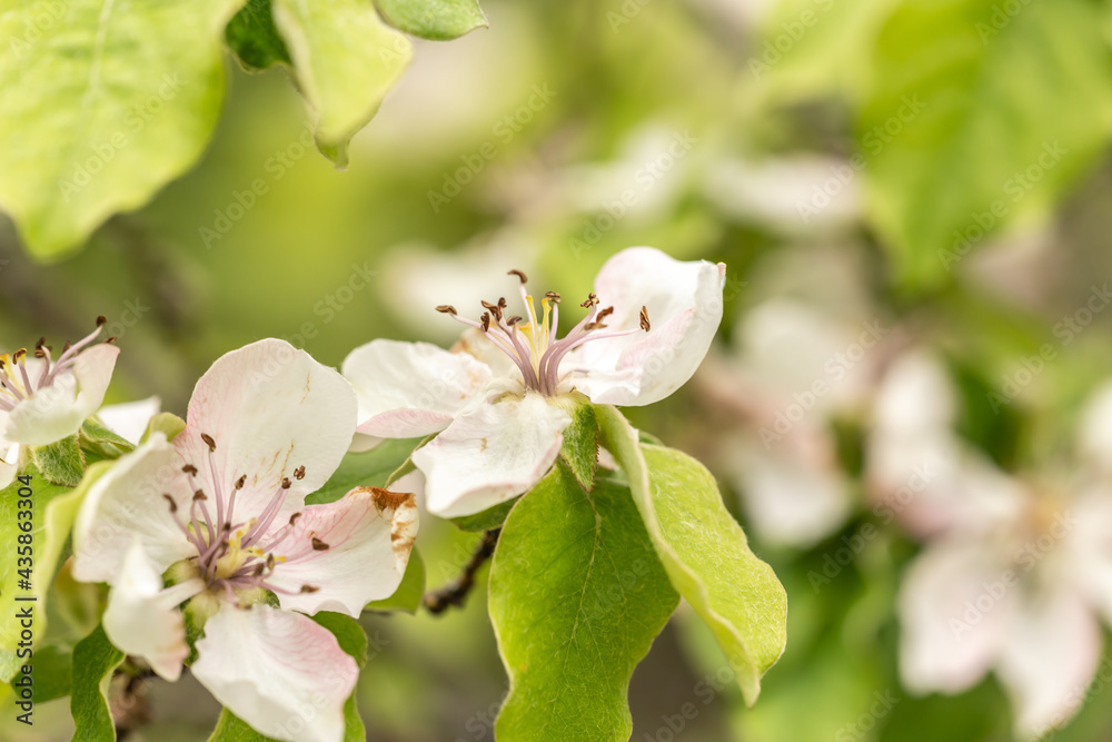 close up of blooming apple tree blossoms close up of blooming apple tree blossoms