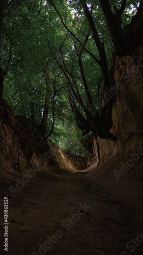 root gorge, tree in the forest