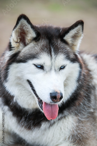 Portrait of the Siberian husky. Friendship forever. . High quality photo