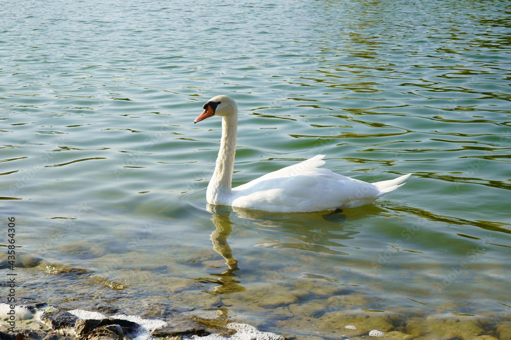 Fototapeta premium a white duck swimming in the lake