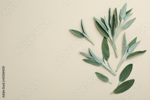 Fresh green sage leaves on light background, flat lay. Space for text photo