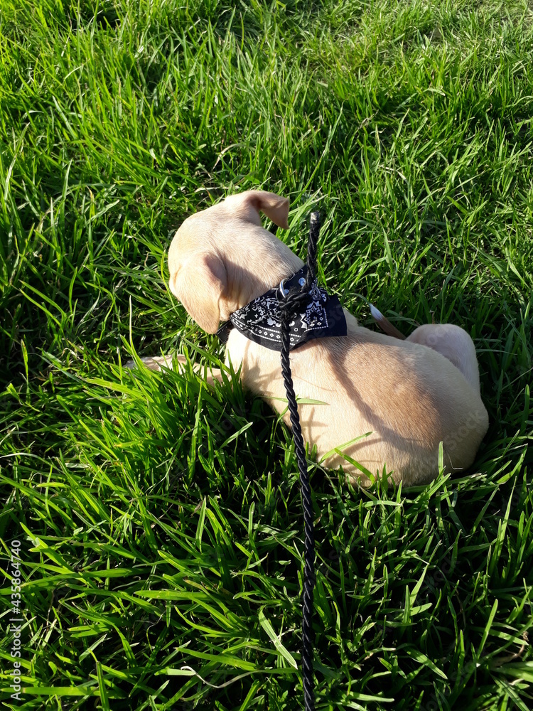 Obraz premium shoes on the grass