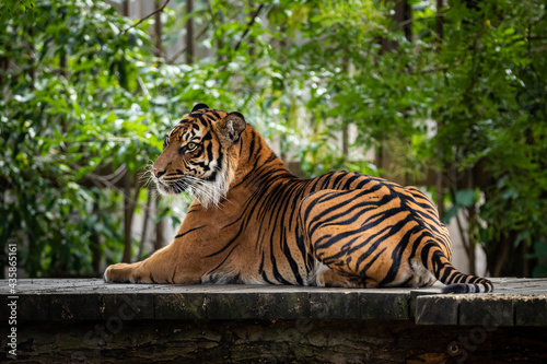 Relaxing tiger