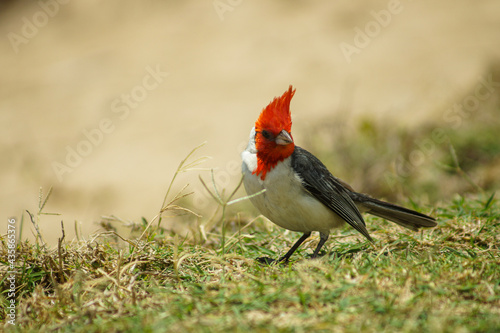 Red Crested Cardinal at the beach 2