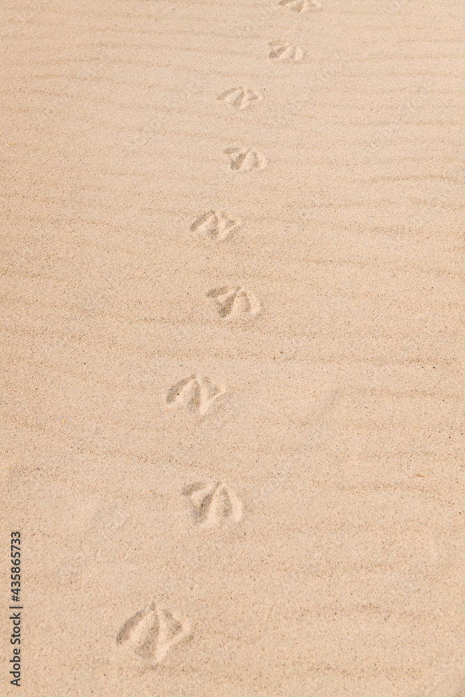 Möwenspuren, Möwenabdruck im Sandstrand Möwenspuren, Möwenabdruck im Sandstrand