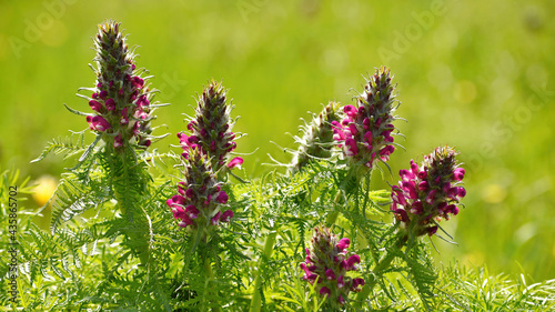 Wild flower of the Woolly-flowered Mytnik, or the Woolly-chalk Mytnik in the open air on a sunny spring day, close-up. photo