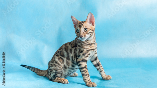 Photography Young bengal kitten sits on a blue background and looks to the side