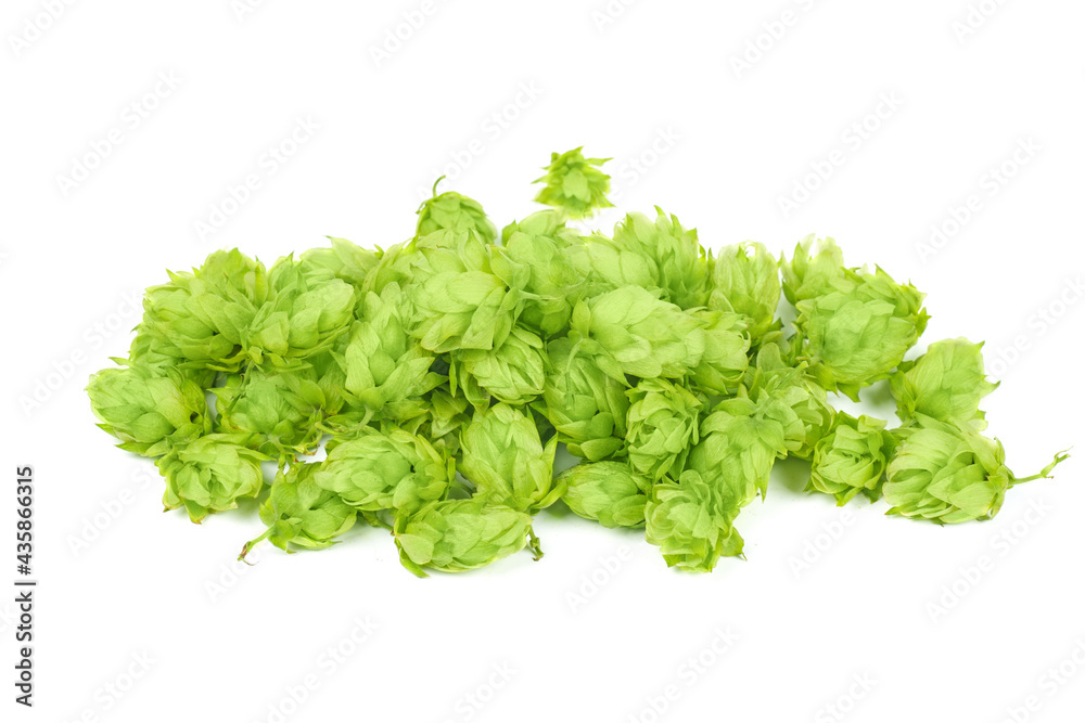 Fresh green hop cones isolated on white background. Fresh green hop cones isolated on white background.