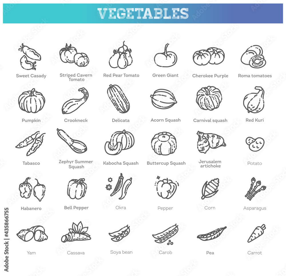 Vector collection with various kind of tomatoes, peppers, squashes and other vegetables Vector collection with various kind of tomatoes, peppers, squashes and other vegetables