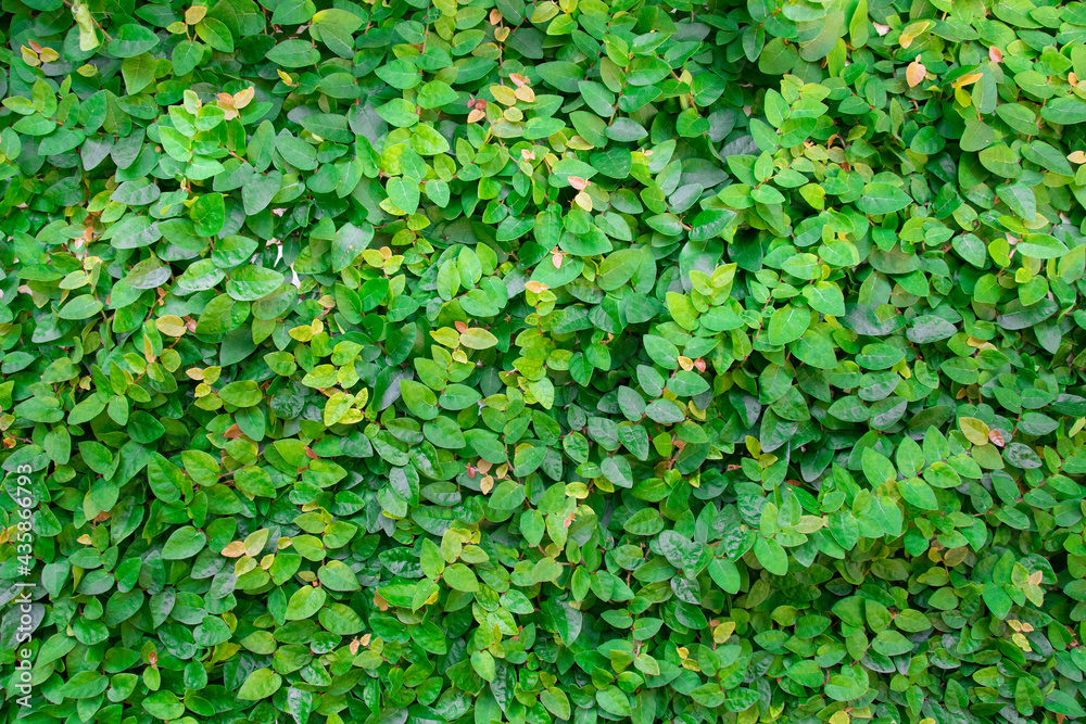 Obraz premium Small Green Leaves Pattern Background