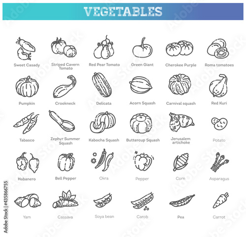 Vector collection with various kind of tomatoes  peppers  squashes and other vegetables