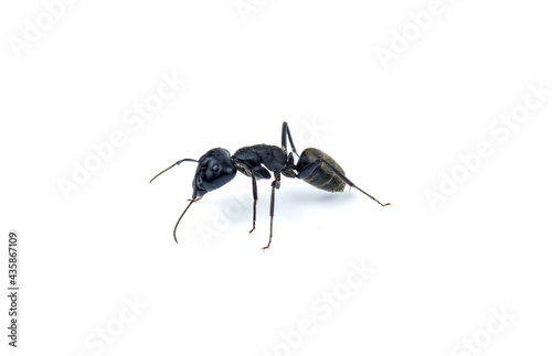 Ant isolated on white background  © Roman Ivaschenko