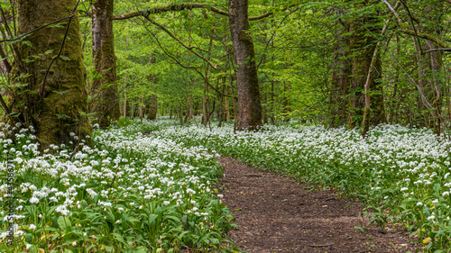 Fototapeta Naklejka Na Ścianę i Meble -  The path through the wild garlic flowers in the woods