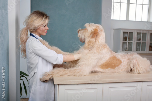 young woman vet doctor examins a dog
