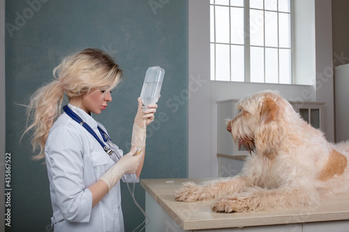 young woman vet doctor doing infusion set to a dog
