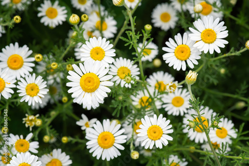 Close up view of daisy field
