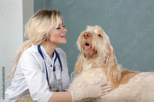 young woman vet doctor examins a dog