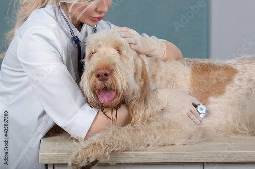 beautiful young woman vet doctor examins a dog with stethoscope photo