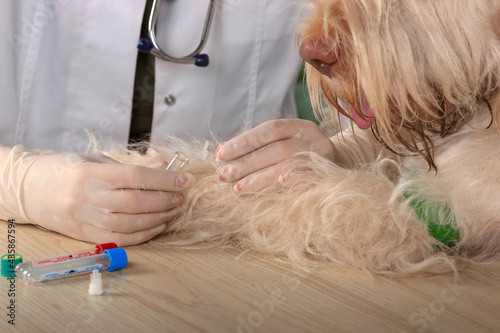 young woman vet doctor examins a dog