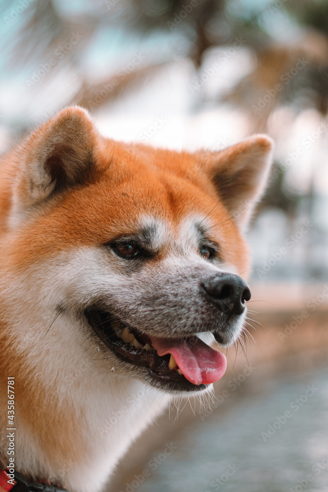 Dog Akita Inu - Japonese