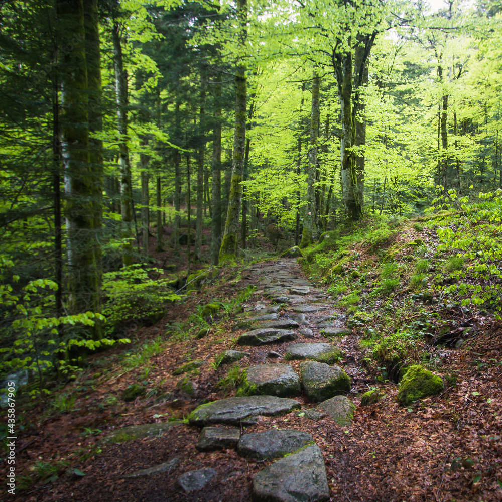 chemin de dalles en pierres au milieu d'un sous-bois dans la forêt vosgienne en France chemin de dalles en pierres au milieu d'un sous-bois dans la forêt vosgienne en France