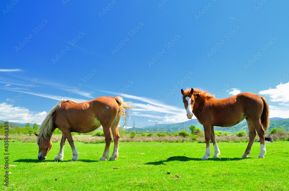 Gazing horses in the countryside in Romania Gazing horses in the countryside in Romania