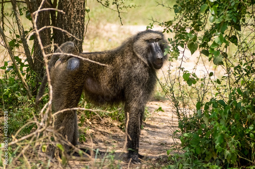 Baboon in the Jungle, Safari in Africa. Uganda © Vladislav