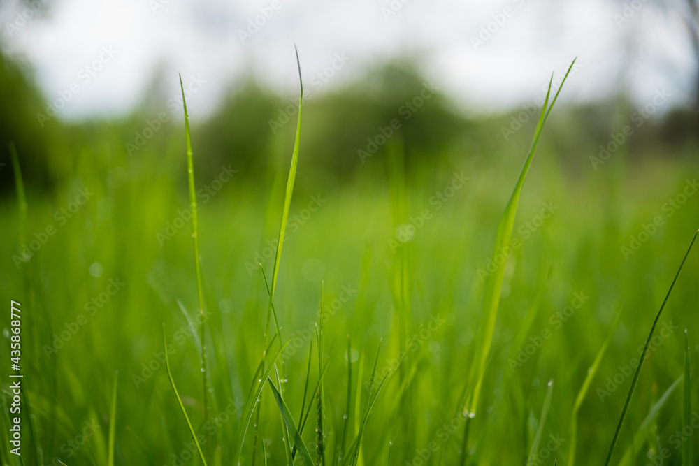 Close-up green grass and water drops with blurred background Close-up green grass and water drops with blurred background