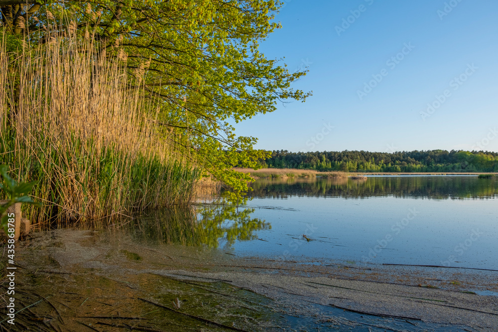 Pond in Upper Lusatia